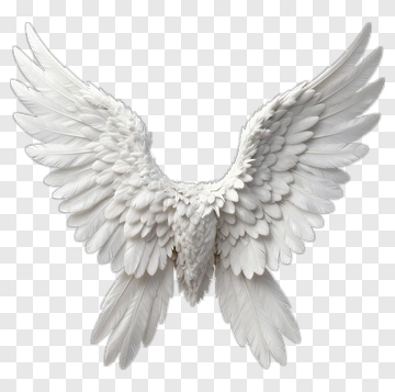 White Angel Wings With Feathers PNG