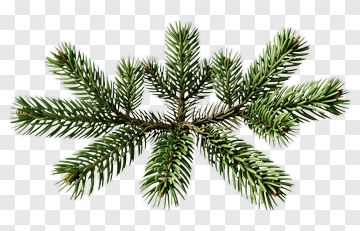 Pine Branch PNG