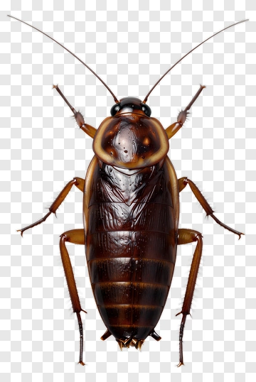 Cockroach PNG