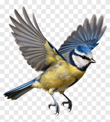 Blue Tit In Flight PNG