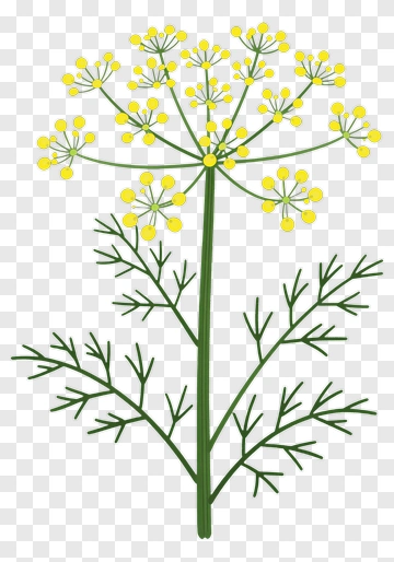 Dill Plant Illustration PNG