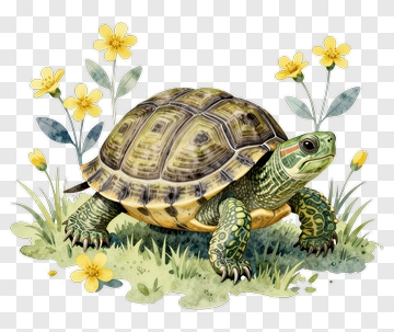Watercolor Turtle With Yellow Flowers PNG