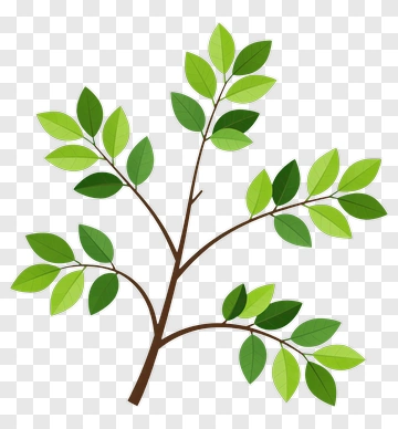 Green Branch With Leaves PNG