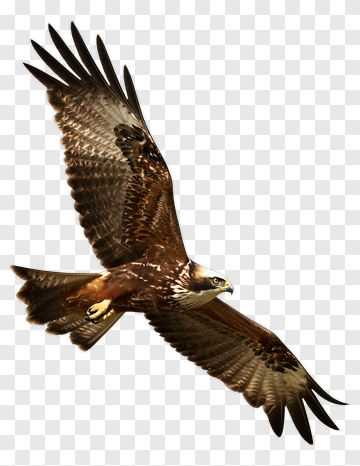 Eagle In Flight PNG