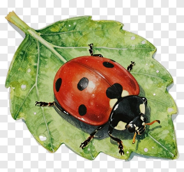 Red Ladybug On Green Leaf PNG