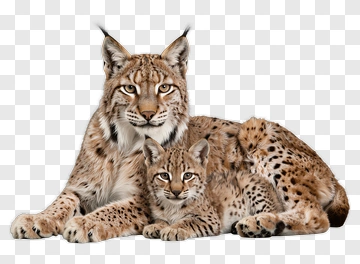 Adult And Cub Lynx Together PNG