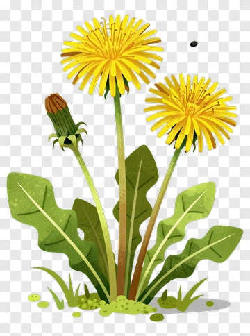 Dandelion Flower With Bud And Leaves PNG
