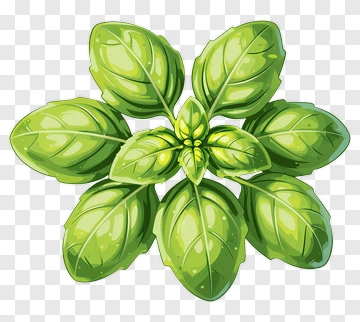 Fresh Basil Leaf Illustration PNG