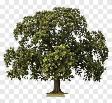 Tree With Full Canopy PNG