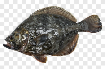 Flounder Fish On White Background PNG
