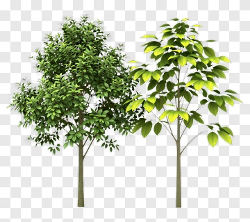 Two Trees With Green Leaves PNG
