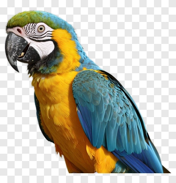 Blue And Yellow Macaw PNG