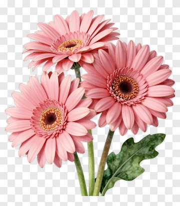Pink Gerbera Daisy With Green Leaves PNG