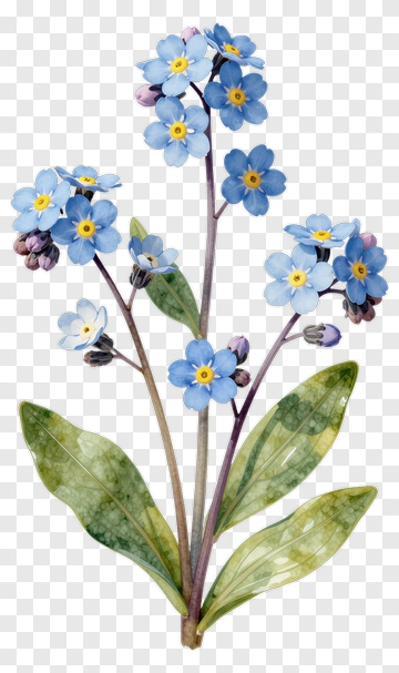 Forget-Me-Not Flower Bouquet PNG