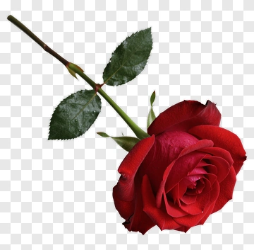 Red Rose With Stem And Leaf PNG