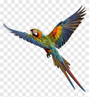 Macaw In Flight PNG