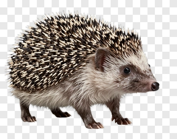 Hedgehog With Spines PNG