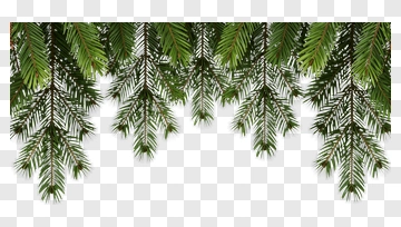 Pine Branches Overhead PNG