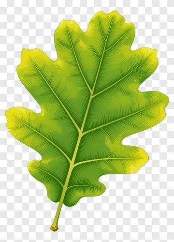 Oak Leaf PNG