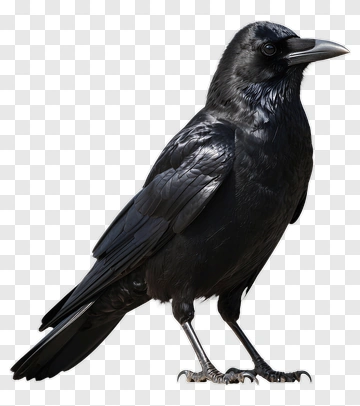 Black Crow Standing PNG
