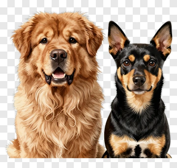 Two Dogs Sitting Together PNG