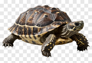 Turtle With Detailed Shell And Limbs PNG