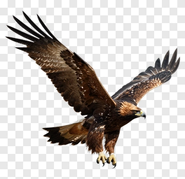 Eagle In Flight PNG