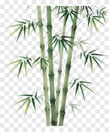 Bamboo Stalks With Leaves PNG