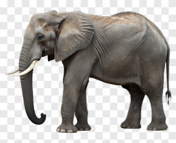 Elephant With Tusks And Trunk PNG
