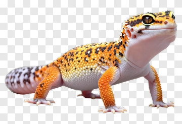 Orange And Black Gecko PNG