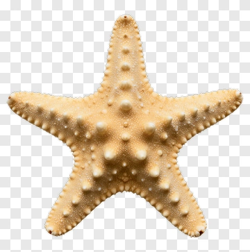 Yellow Starfish PNG