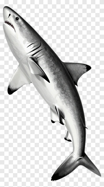 Shark PNG