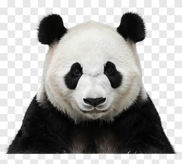 Panda PNG