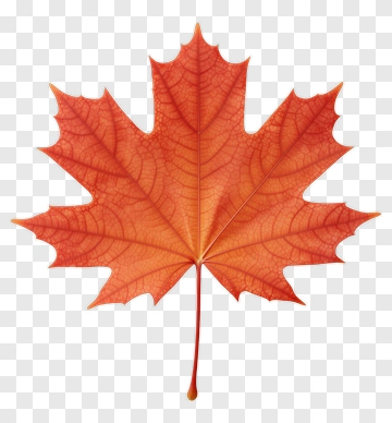 Red Maple Leaf PNG
