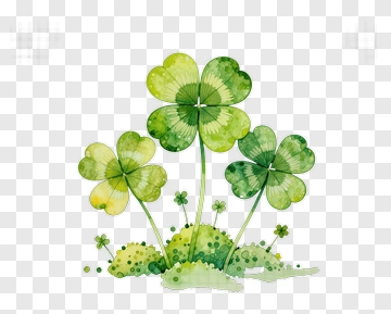 Three Four-Leaf Clovers Growing Together PNG
