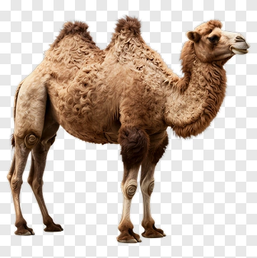 Bactrian Camel PNG