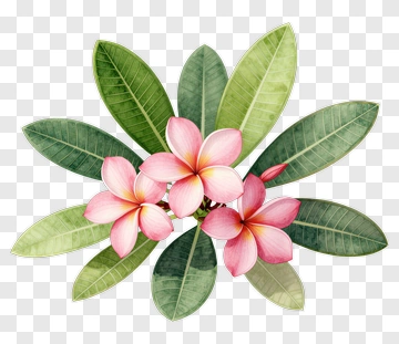 Frangipani Flower With Green Leaves PNG