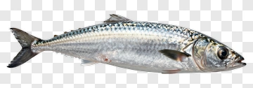 Silver Fish With Blue And Black Markings PNG