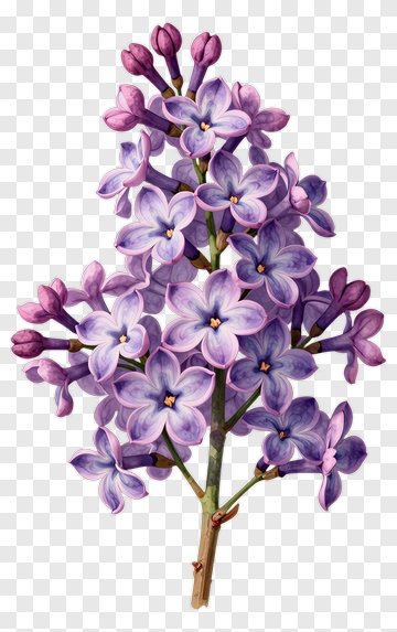 Lilac Flower Cluster PNG
