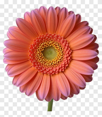 Pink Gerbera Daisy In Full Bloom PNG