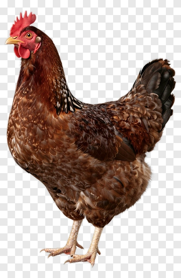 Rooster With Brown Feathers And Red Comb PNG