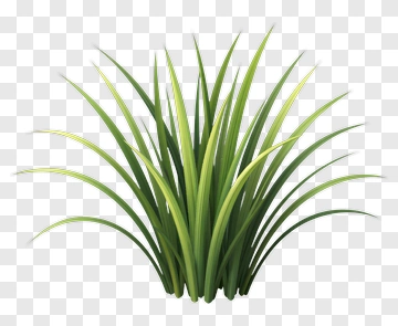 Green Grass Plant PNG