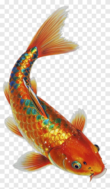 Golden Koi Fish PNG