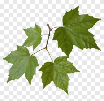 Maple Leaves On Branch PNG