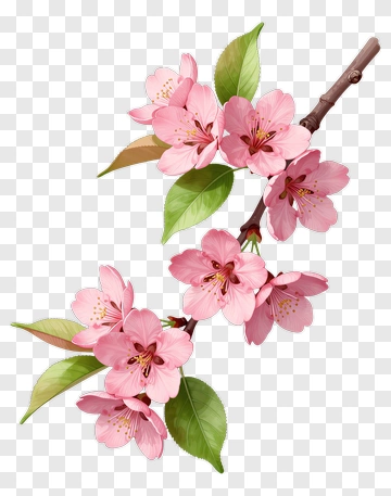 Cherry Blossom Branch With Pink Flowers PNG