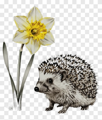 Hedgehog And Daffodil PNG
