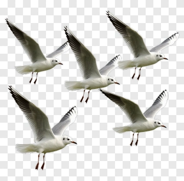Seagulls Flying Over Grass PNG