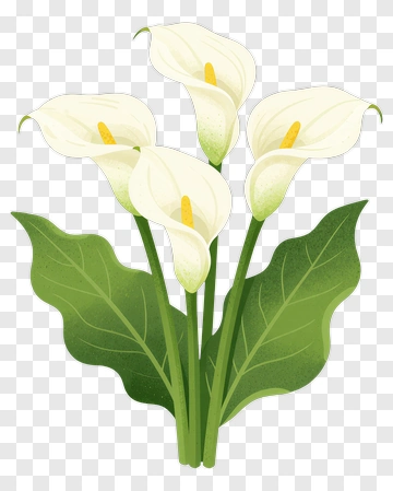 White Calla Lily With Green Leaves PNG