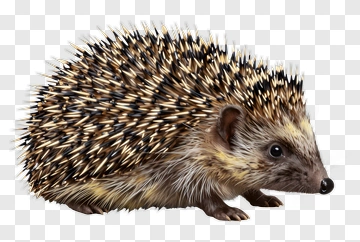Hedgehog With Spines And Fur PNG