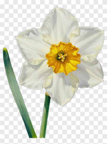 White Daffodil With Yellow Center PNG